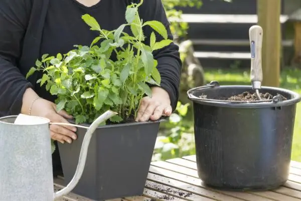 How to plant mint