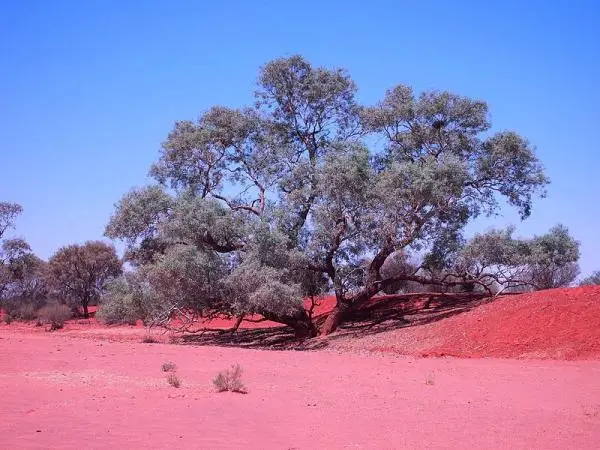 Types of eucalyptus