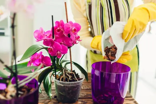 Compost for orchids: how to do it