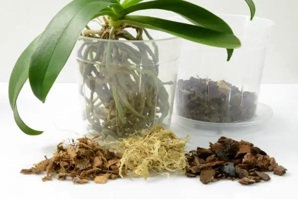 Substrate for orchids: how to do it