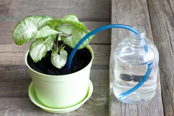 How to water your plants on vacation