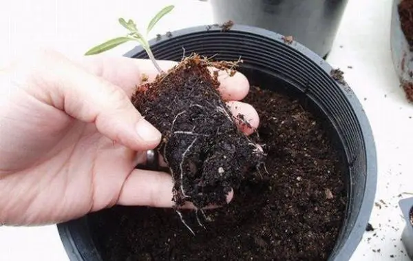 Tips to prevent plant root rot