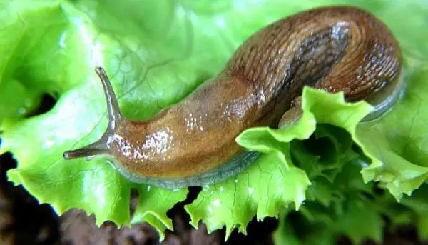 How to get rid of slugs in your garden