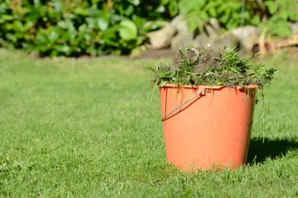 How to remove weeds from your lawn