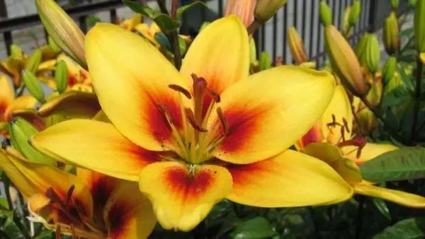 Growing and caring for lilies
