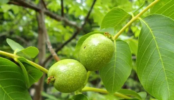 Walnut cultivation and care