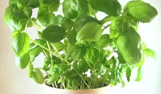 How to care for basil