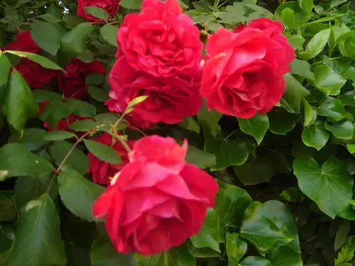 How to prevent fungus in your rose bush?