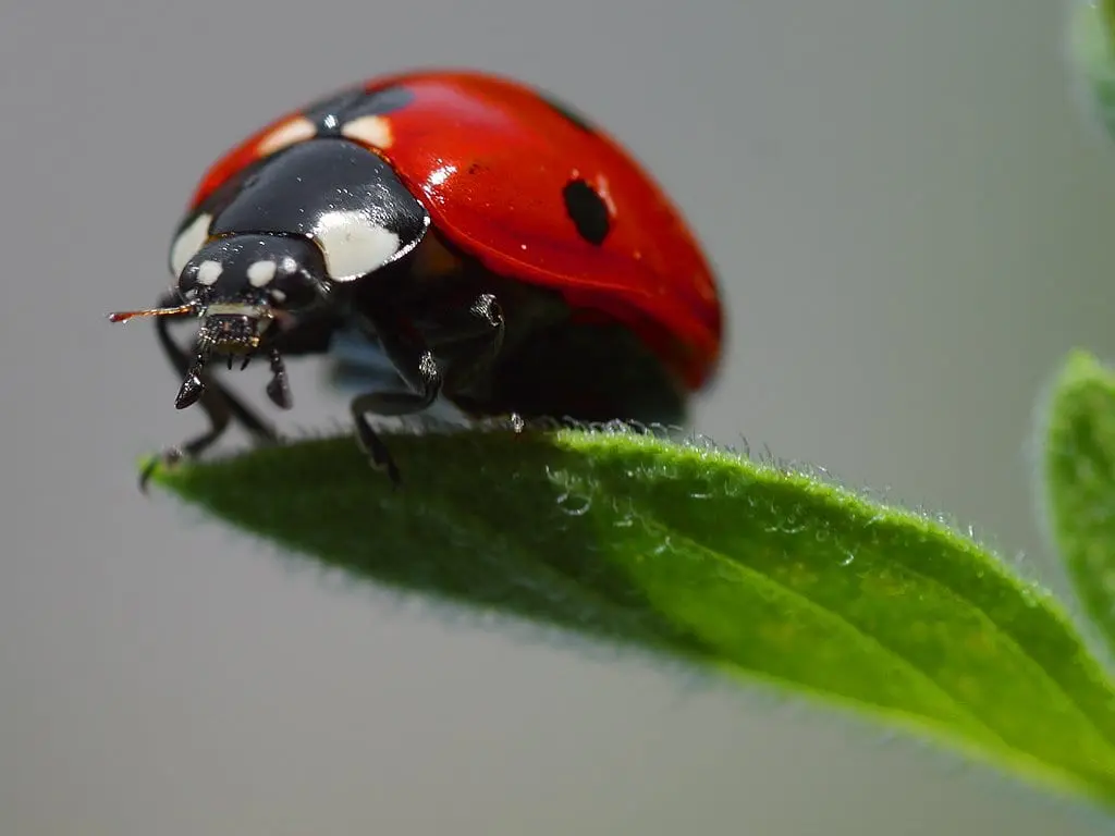 How to attract ladybugs to the garden?