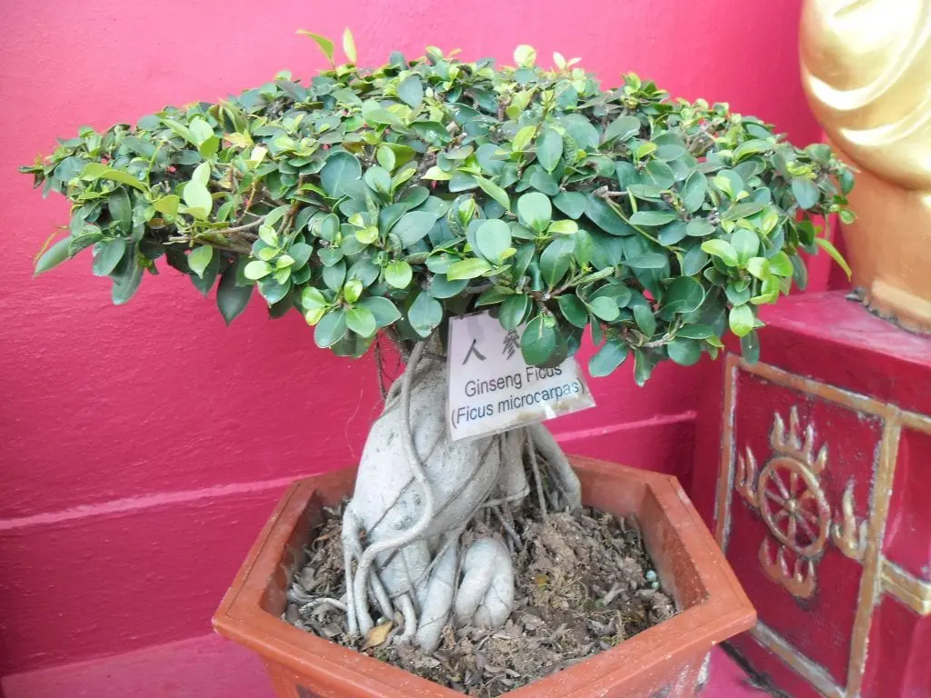 Ficus ginseng: care of this curious tree