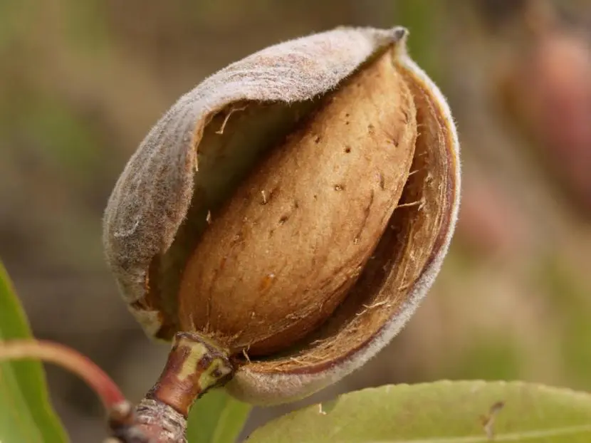 Main varieties of almond trees