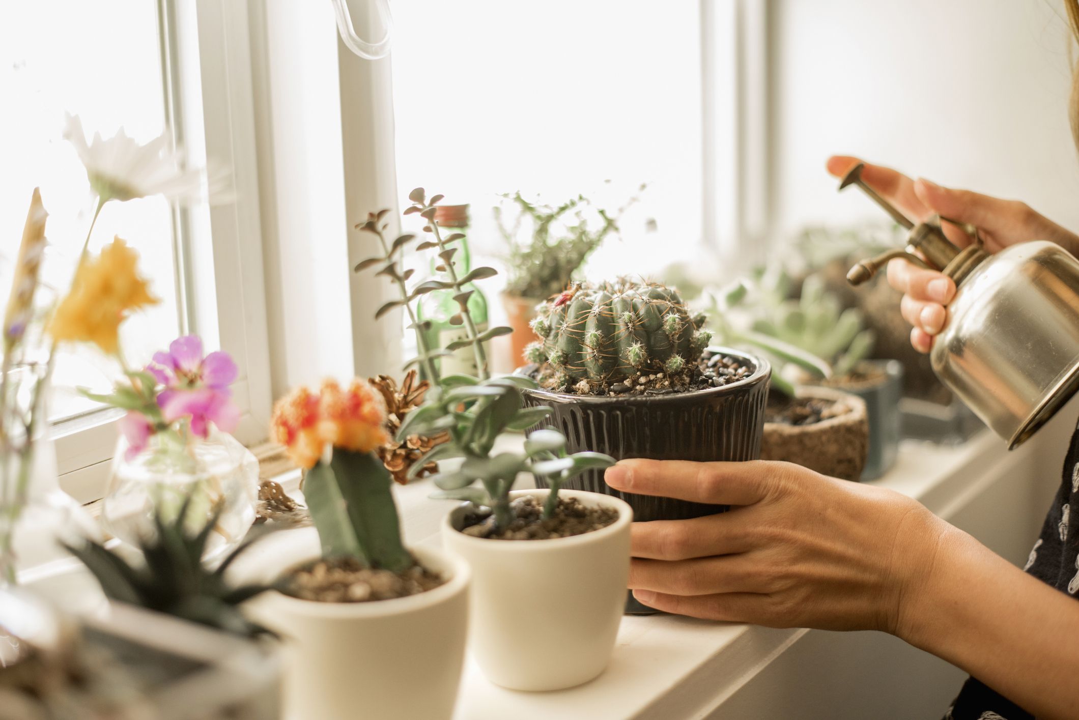 Does Placing Cactus in Your Home Have Any Benefits?