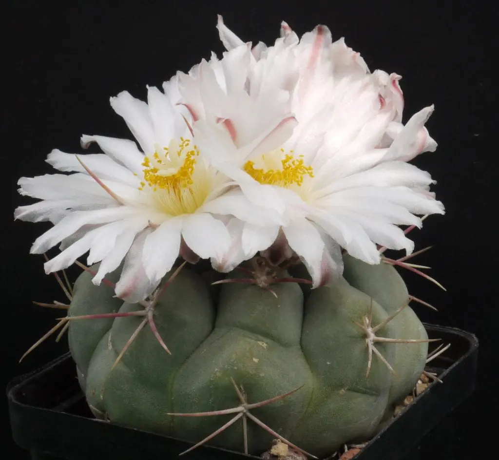 What are the parts of the cactus and what functions do they have?