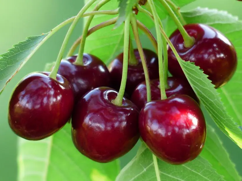 What are the best fertilizers for cherry trees?
