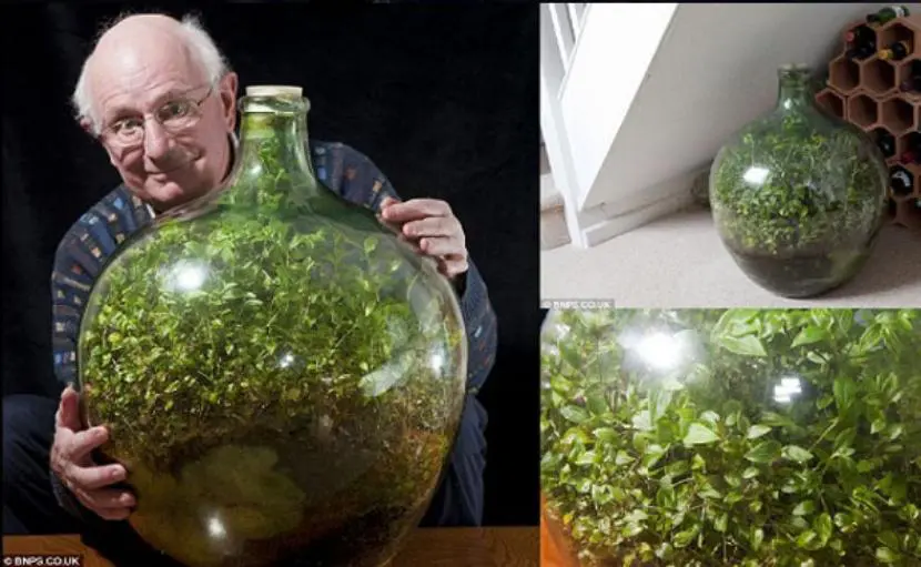 A garden in a bottle that hasn’t been watered in over 40 years