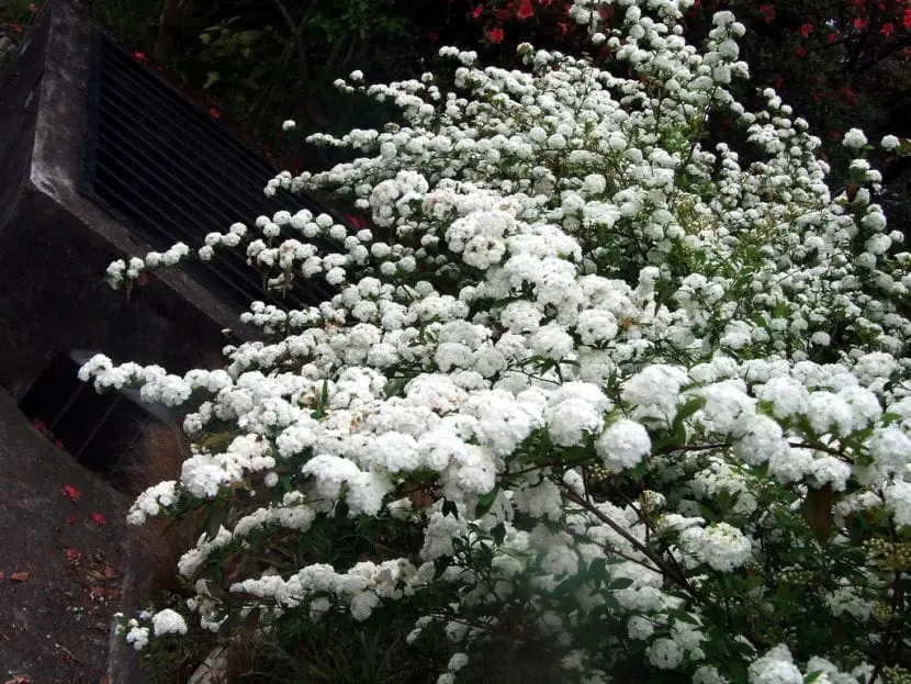Beautify your garden with a Bridal Wreath