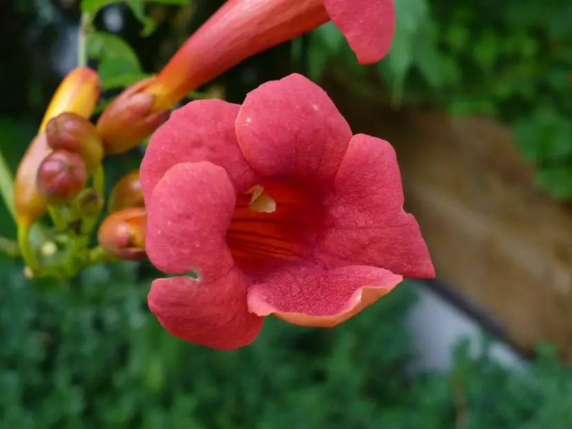 Campsis radicans, a very easy-care climber