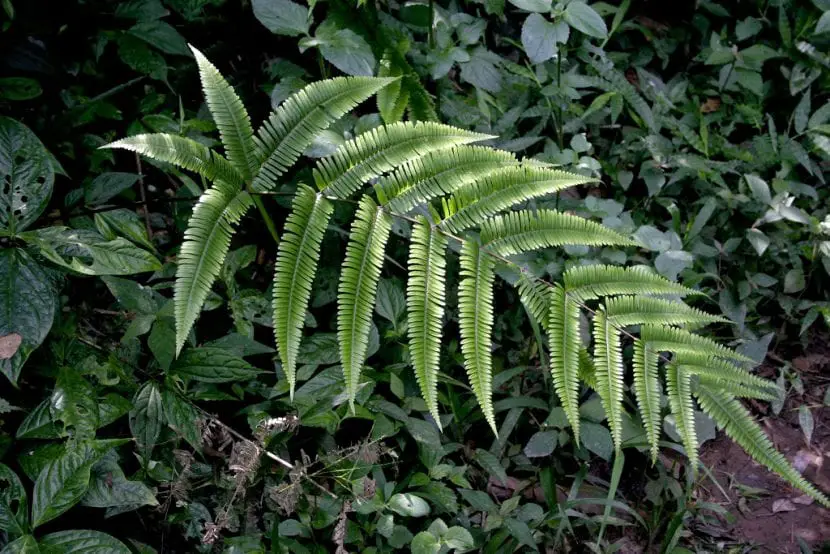 Characteristics and care of the Pteris fern