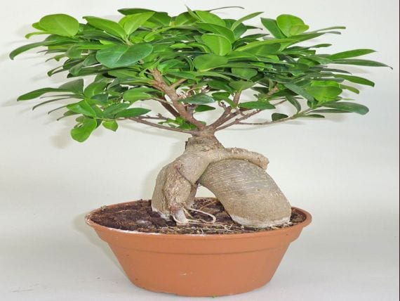 Cultivation and care of Ficus ginseng