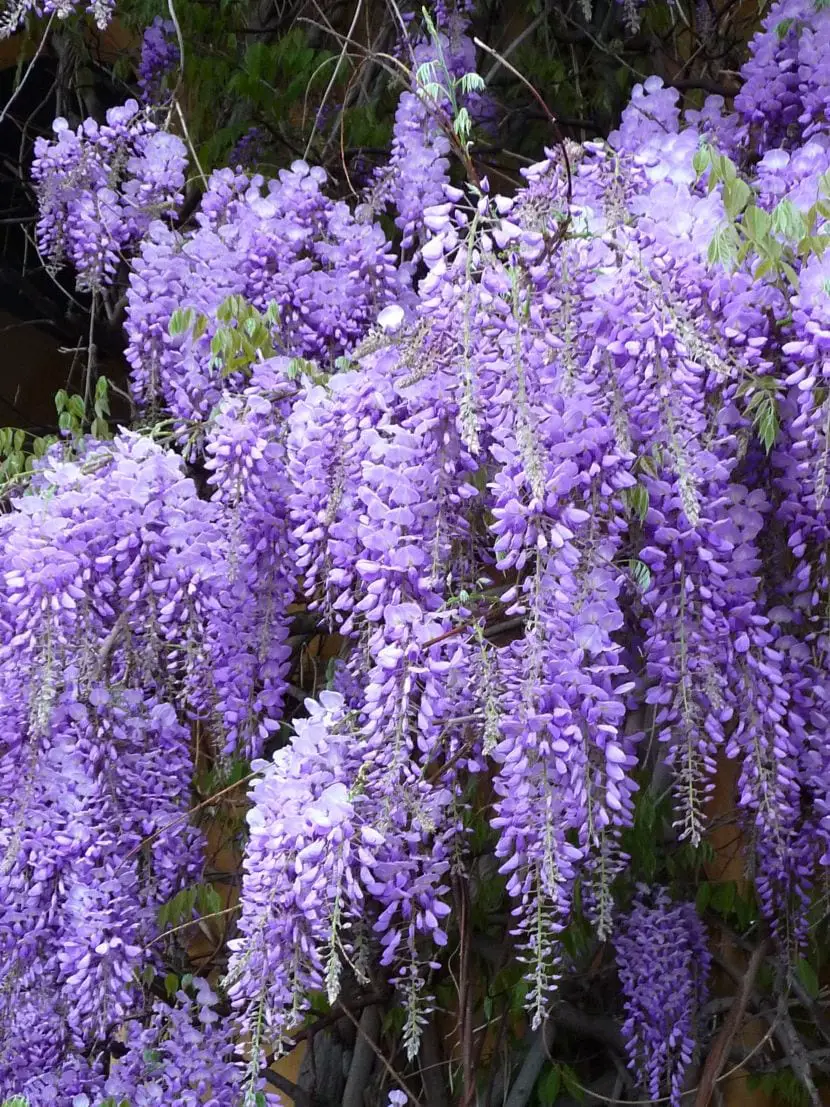 Cultivation, care and uses of the beautiful Wisteria sinensis