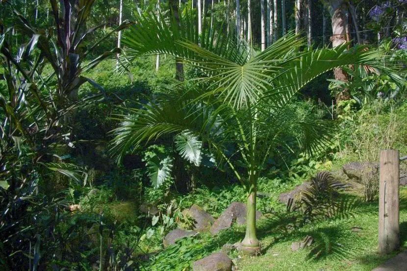 Discover the palm tree Carpoxylon macrospermum
