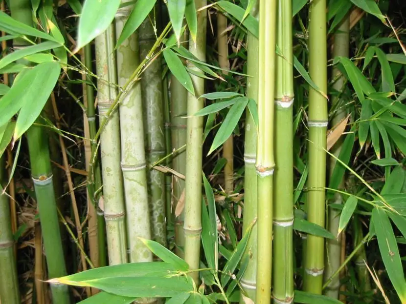 History, Uses, and Cultivation of the Bamboo Plant
