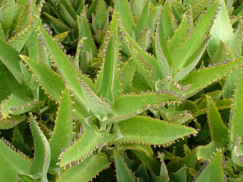 How is the Kalanchoe cared for?