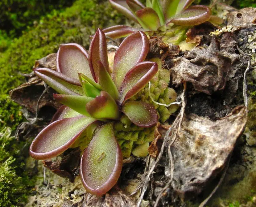 How to care for a Pinguicula