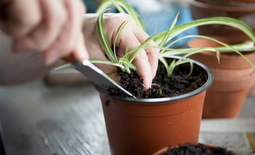 How to take care of the soil in the pots