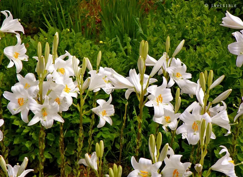 If you like lilies, learn to plant them this spring