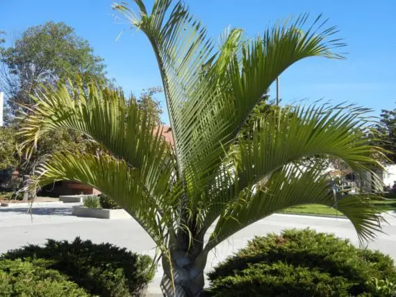 Information on growing and caring for the triangular palm tree