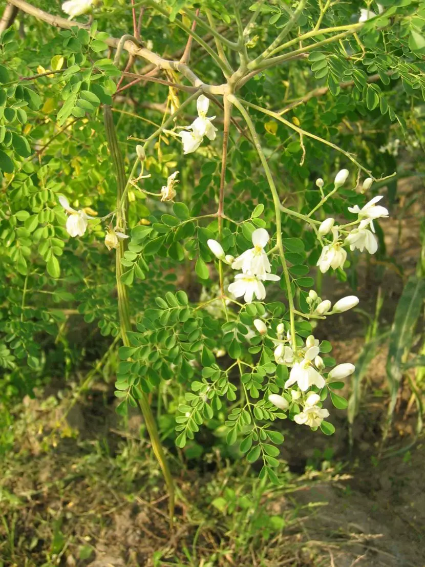 Information on the properties and uses of Moringa oleifera