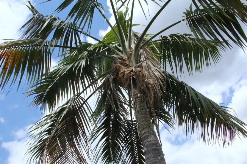 Kentia Palm Tree Care and Maintenance Guide