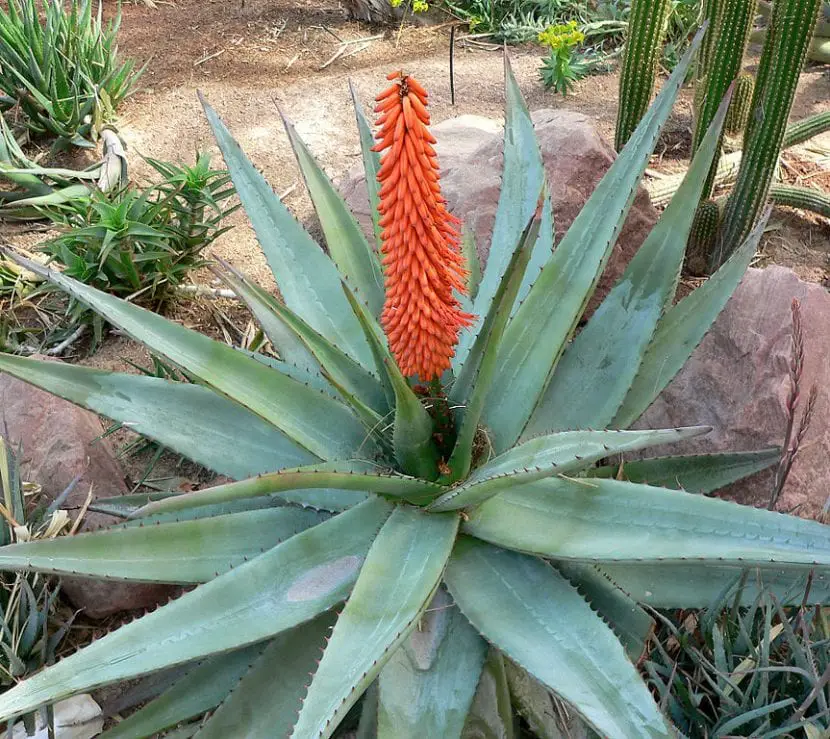 Know everything about Aloe ferox