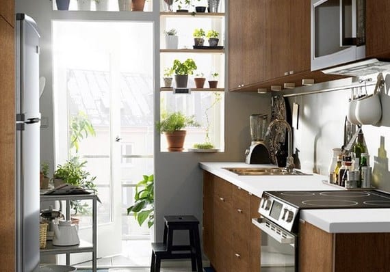 Plants and herbs ideal for the kitchen