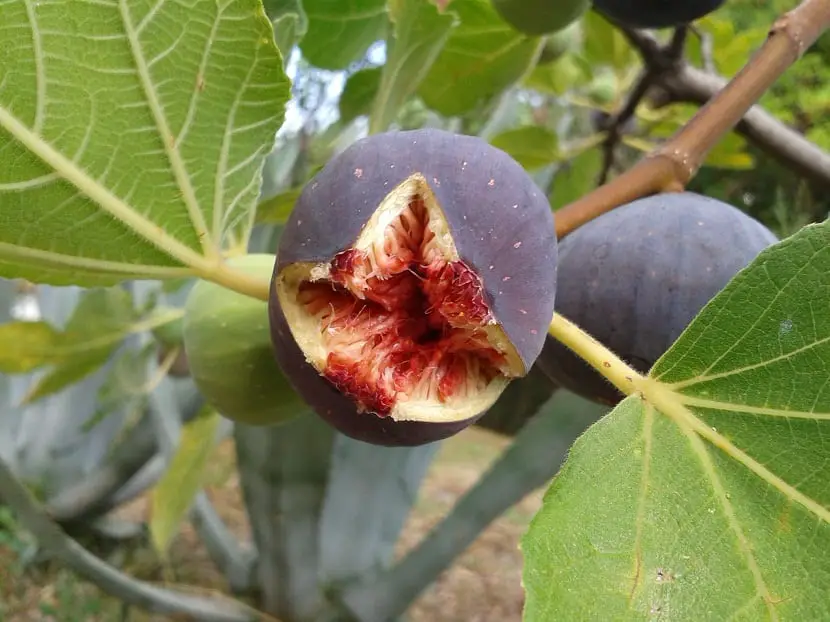 Put a stop to the pests that can attack your fig