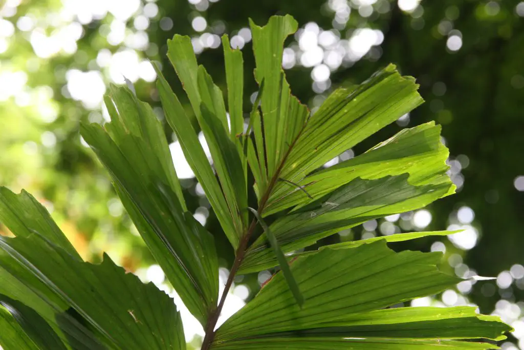 Socratea exorrhiza, a curious tropical palm tree