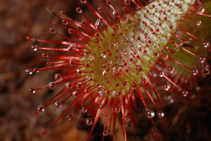 The Best Carnivorous Plants for Beginners