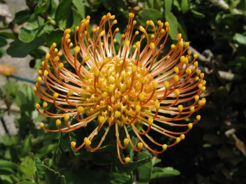 The cultivation and maintenance of the Protea flower