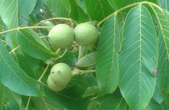 The nut tree: The Walnut