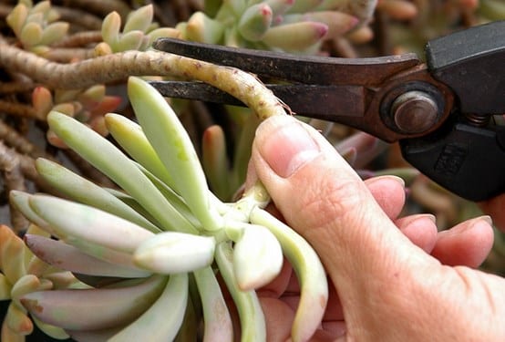 Three ways to multiply succulent plants