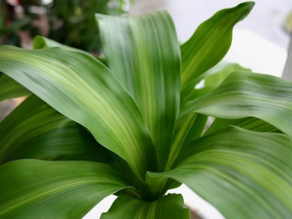 Tips for caring for your indoor plants in winter