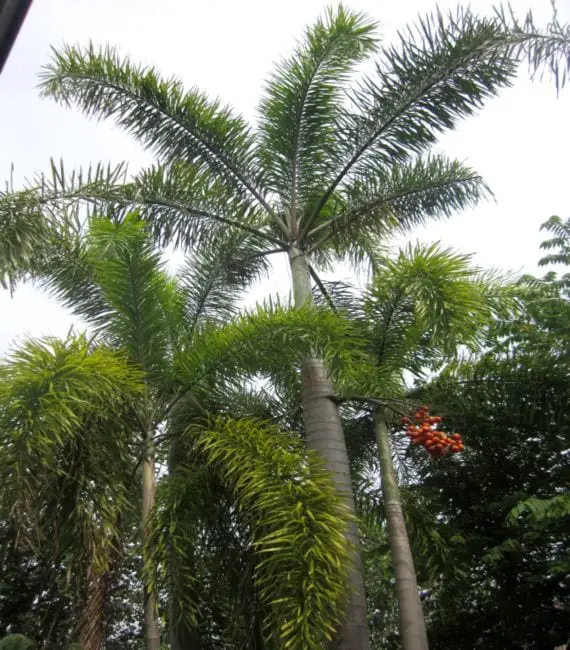 Tips for the correct pruning of garden palms