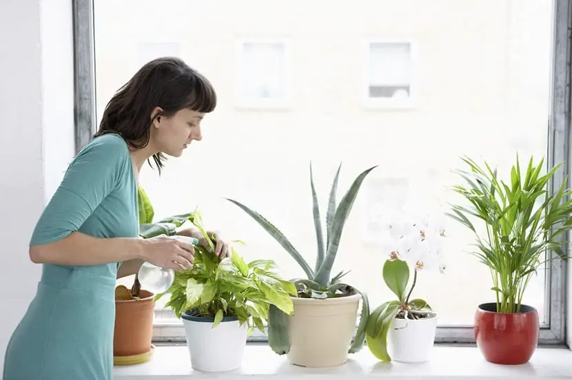 Tips to take care of plants and that they are growing healthy