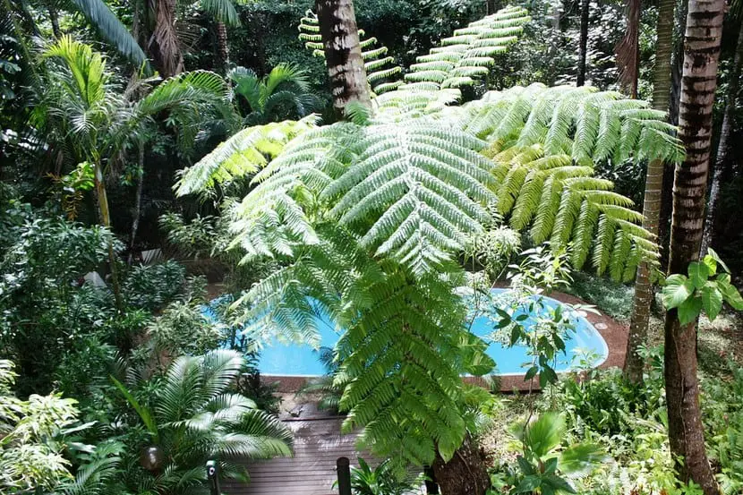 Tree fern, a very showy variety