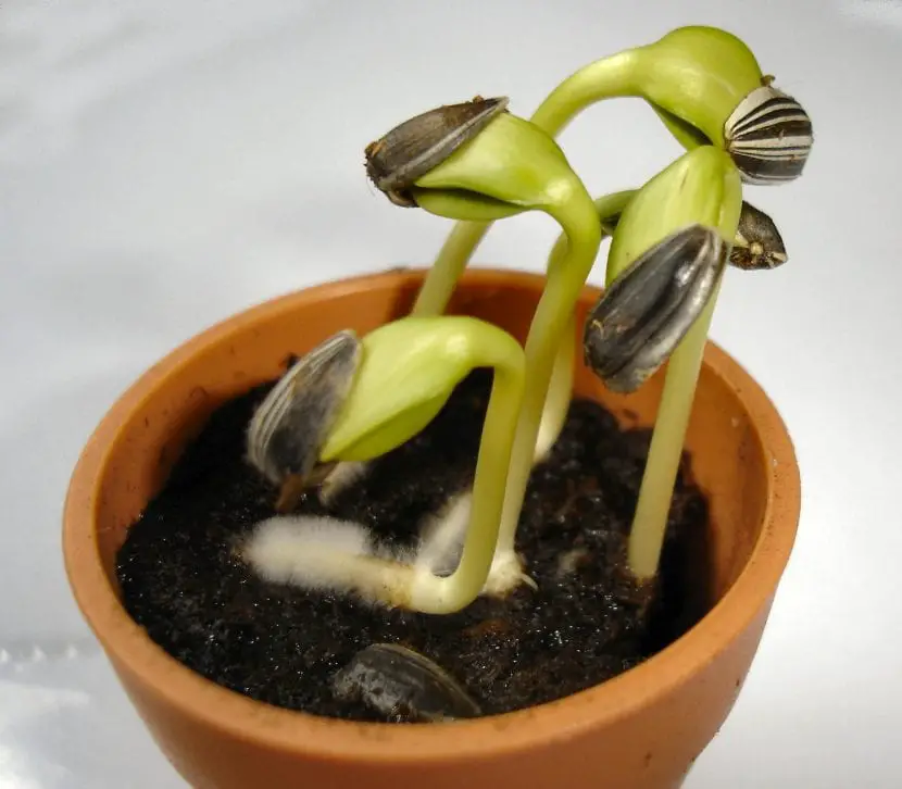Tricks to germinate seeds | Gardening On