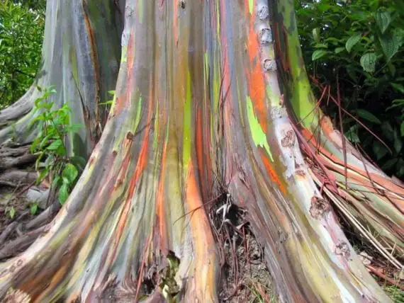 A multi-colored tree: the tropical eucalyptus of the rainbow