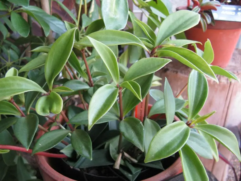 Why are Peperomia difficult to maintain?