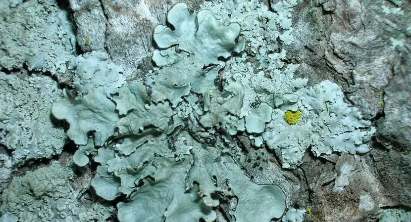 Yeast, algae and fungus, together for the survival of lichens