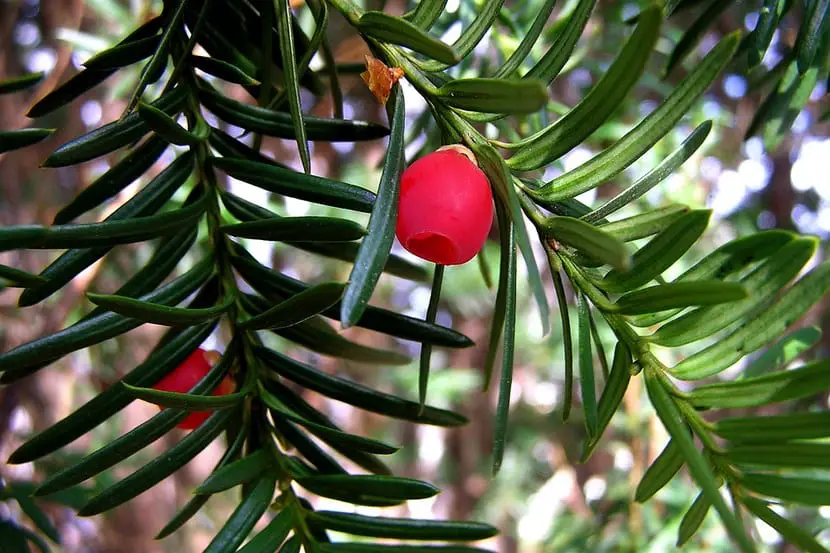 Yew, a poisonous tree | Gardening On